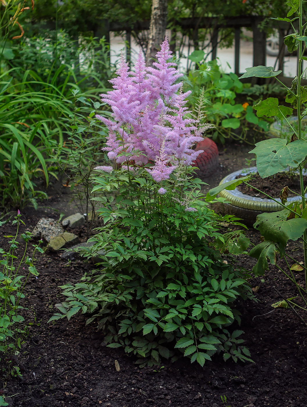 Изображение особи род Astilbe.