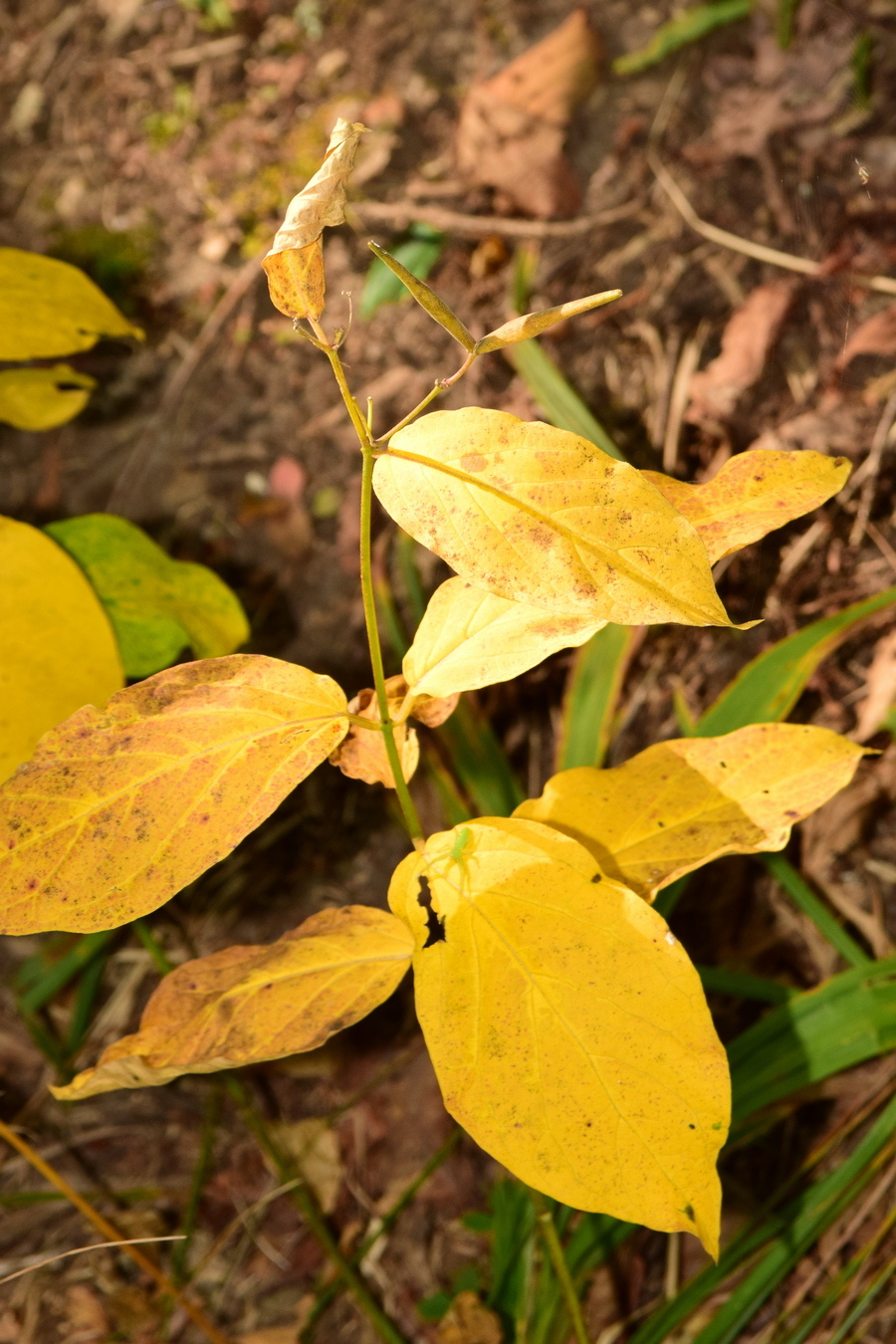 Image of Vincetoxicum ascyrifolium specimen.