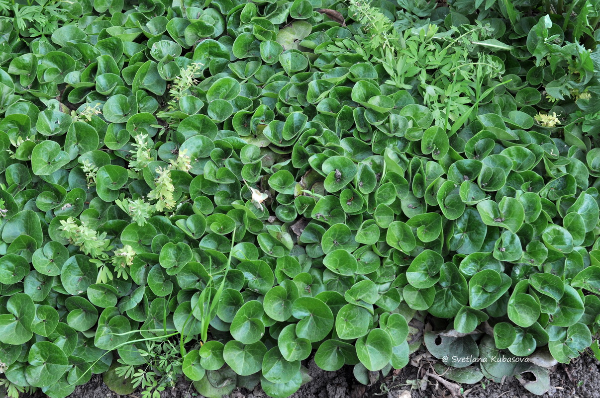 Изображение особи Asarum europaeum.