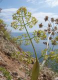 genus Astrodaucus. Лист.Краснодарский край, м/о Анапа, окр. пос. Бол. Утриш, гора Солдатская, обрывисто-осыпной щебнистый приморский склон. 06.07.2014.