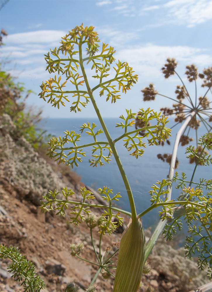 Изображение особи род Astrodaucus.