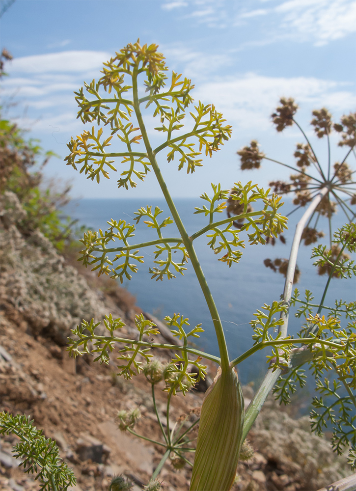 Изображение особи род Astrodaucus.