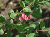 Symphoricarpos × doorenbosii. Верхушка побега с плодами. Иркутск, городской сквер, в культуре. 03.10.2019.