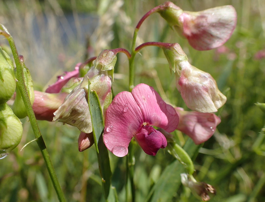 Изображение особи Lathyrus sylvestris.