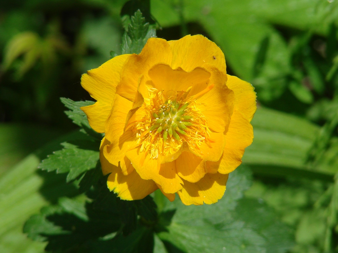 Image of Trollius sibiricus specimen.