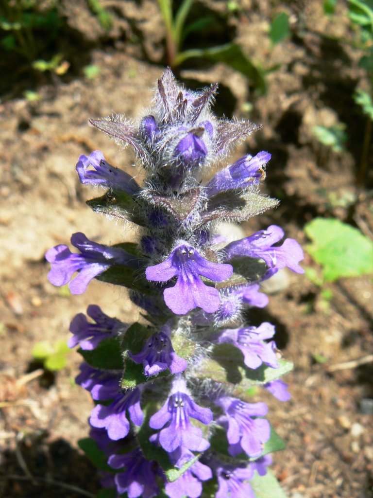 Image of Ajuga multiflora specimen.