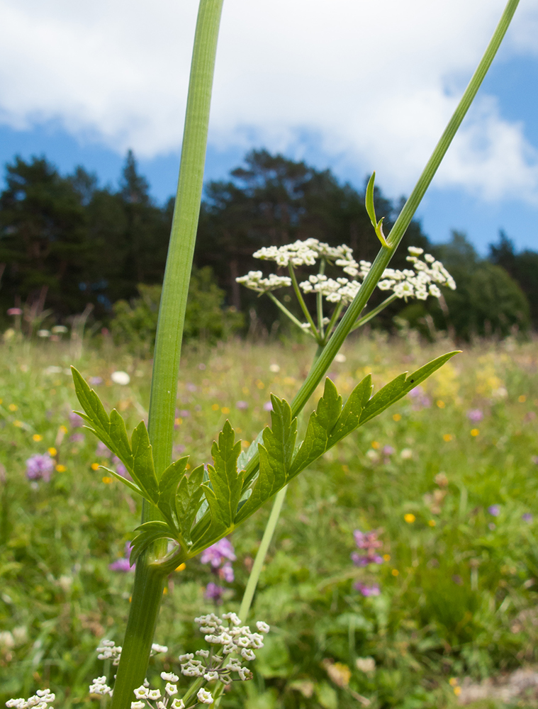 Изображение особи Eleutherospermum cicutarium.