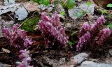 Lathraea squamaria