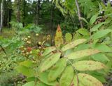 Sorbus commixta