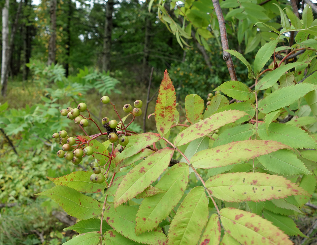 Изображение особи Sorbus commixta.