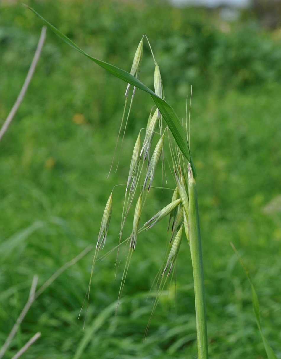 Image of genus Avena specimen.