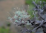 Artemisia rutifolia