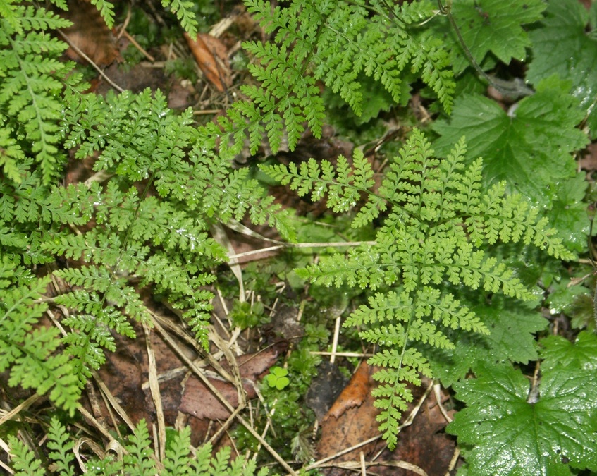 Изображение особи Rhizomatopteris montana.