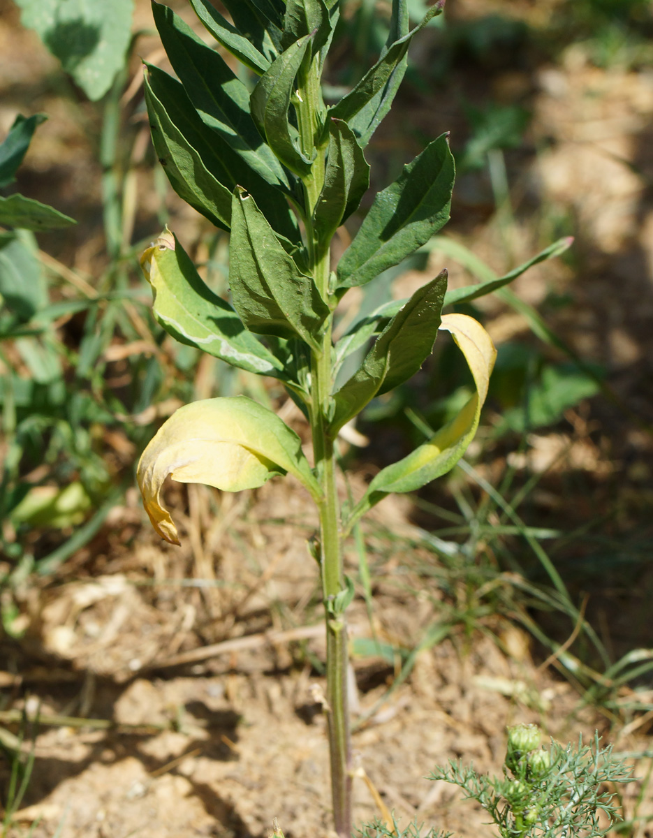 Image of Erysimum cheiranthoides specimen.