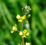 Image of taxon representative. Author is Роланд Цандекидис