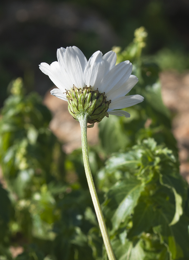 Image of Anthemis chia specimen.