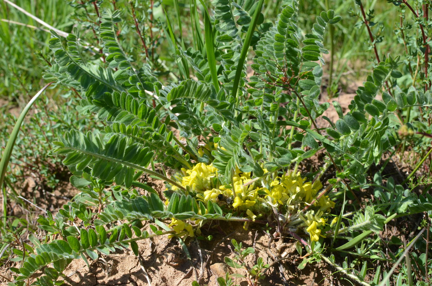 Изображение особи Astragalus anisomerus.