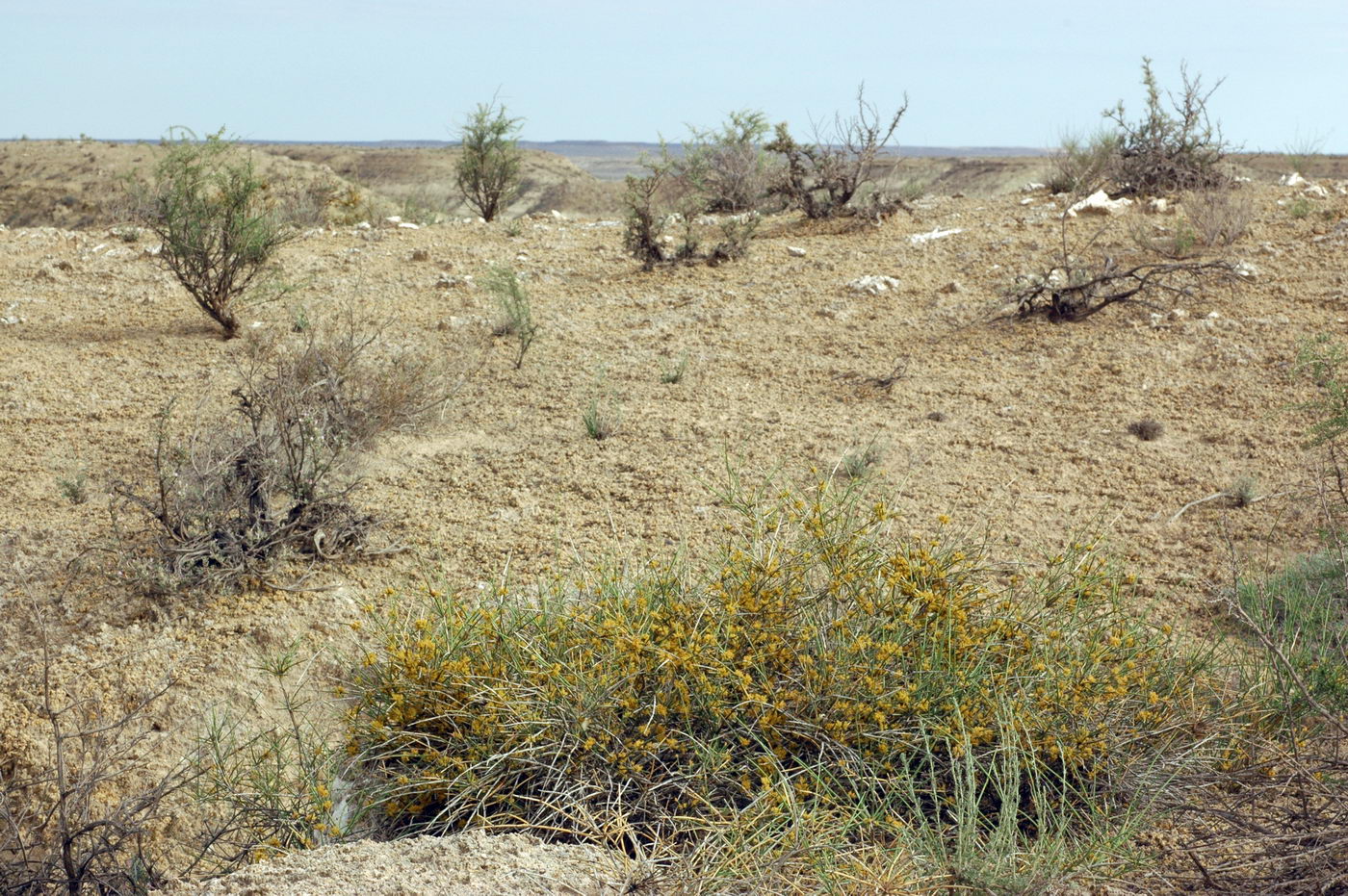 Image of genus Ephedra specimen.