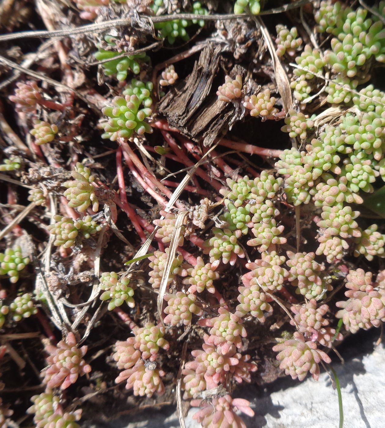 Image of Sedum pallidum ssp. bithynicum specimen.