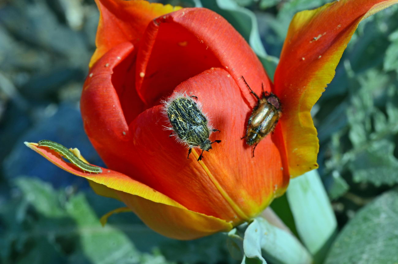 Изображение особи Tulipa alberti.