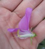 Lathyrus odoratus. Цветок (доли околоцветника частично удалены). Тверская обл., Весьегонск, в культуре. 8 июля 2019 г.