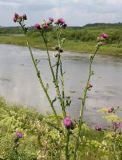 Carduus crispus. Верхушка цветущего растения. Архангельская обл., Вельский р-н, окр. пос. Усть-Шоноша, на высоком берегу р. Вель. 10 июля 2010 г.