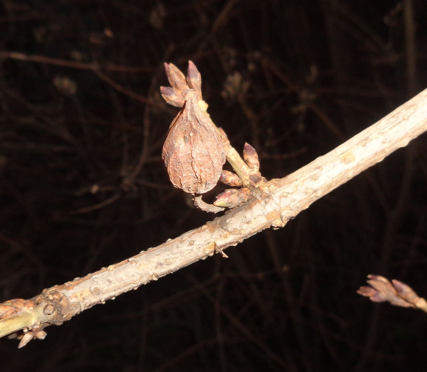 Изображение особи род Forsythia.