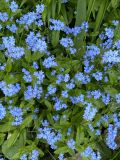 Myosotis sylvatica