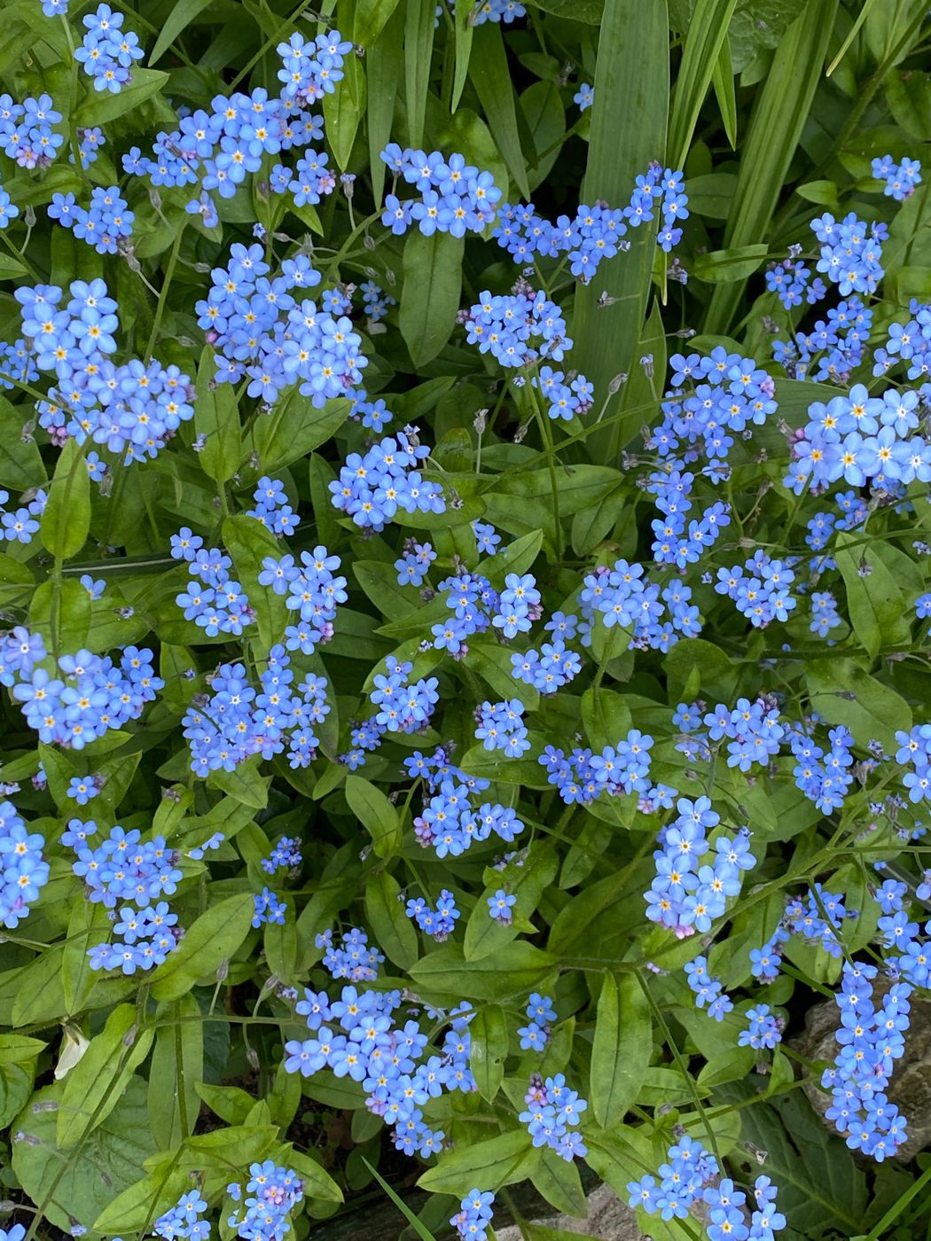 Image of Myosotis sylvatica specimen.