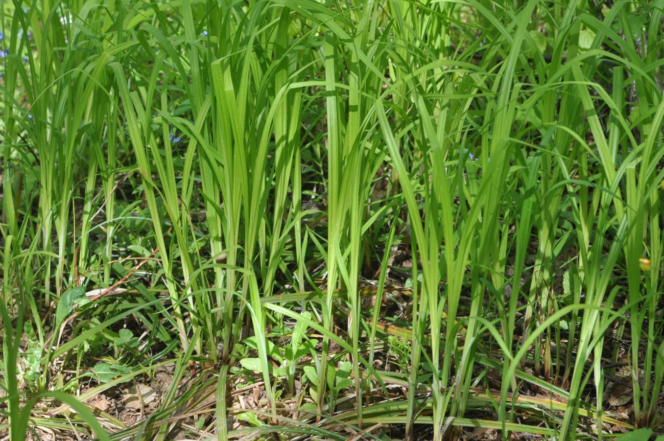 Изображение особи Carex pilosa.