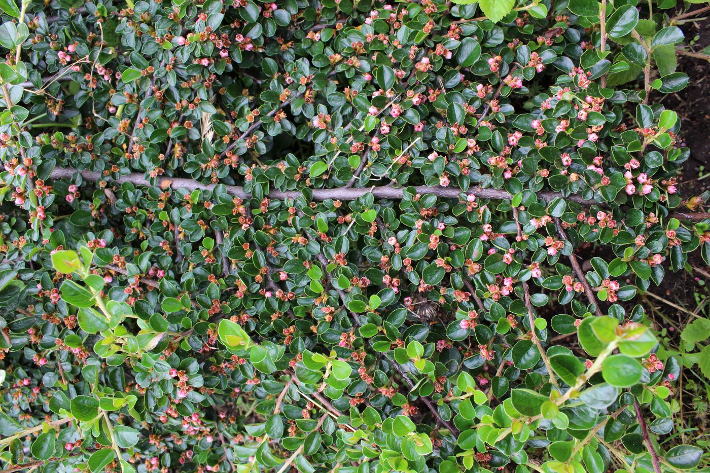 Image of Cotoneaster horizontalis specimen.