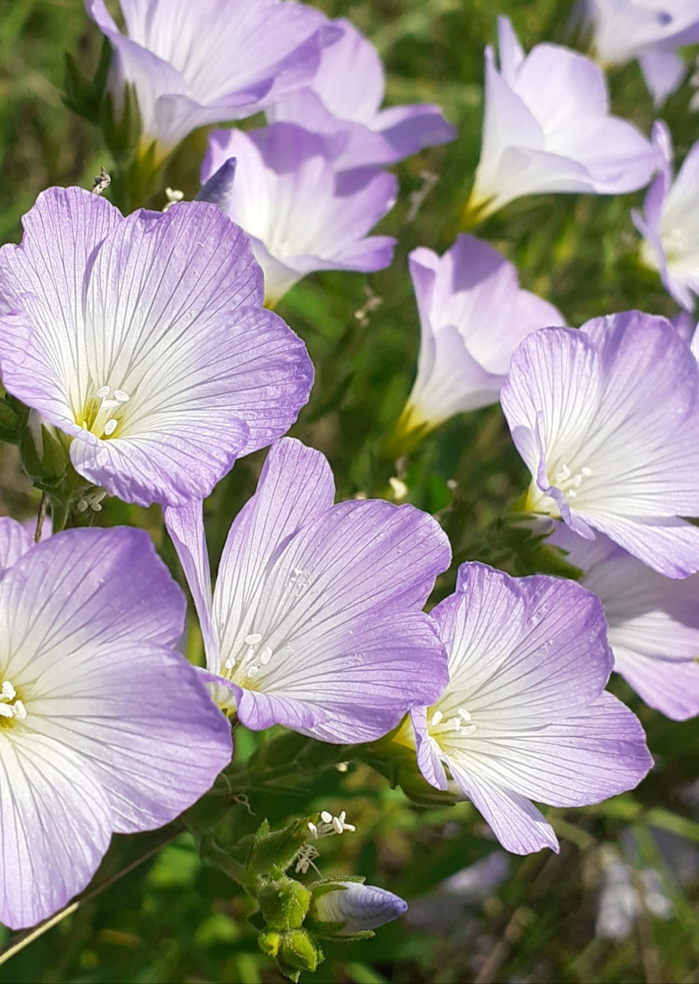 Изображение особи Linum hirsutum.