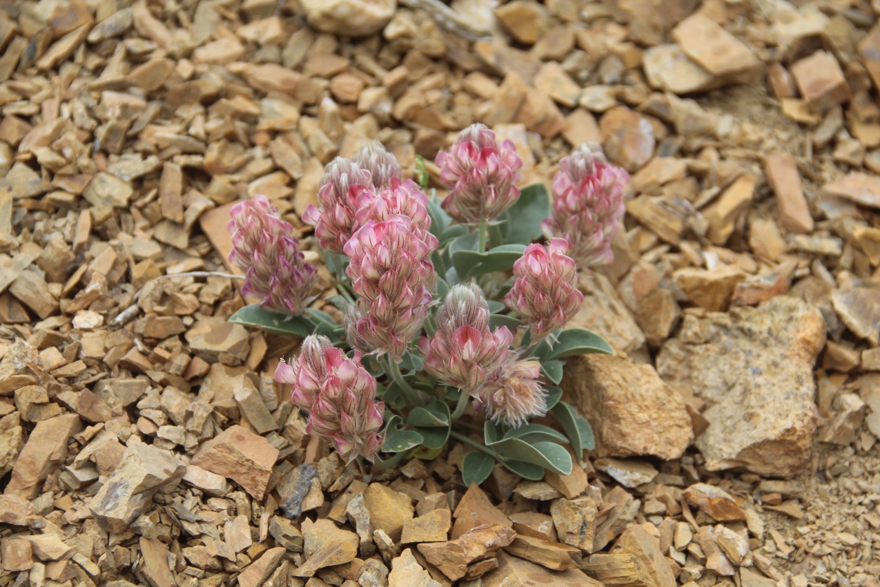 Изображение особи Hedysarum plumosum.