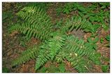 Polystichum braunii