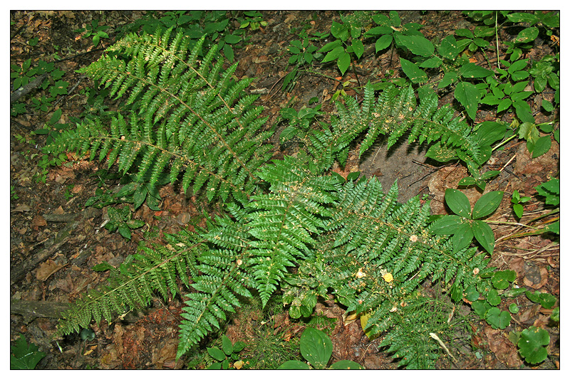 Изображение особи Polystichum braunii.