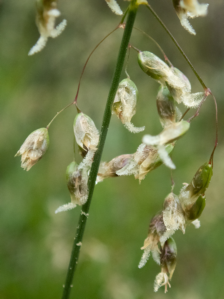 Image of Hierochloe odorata specimen.