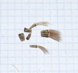 Onopordum cynarocephalum. Плоды; у нескольких плодов слева хохолки отпали. Израиль, Нижняя Галилея, г. Верхний Назарет, выположенная вершина холма, ок. 410 м н. у. м. 07.09.2020.