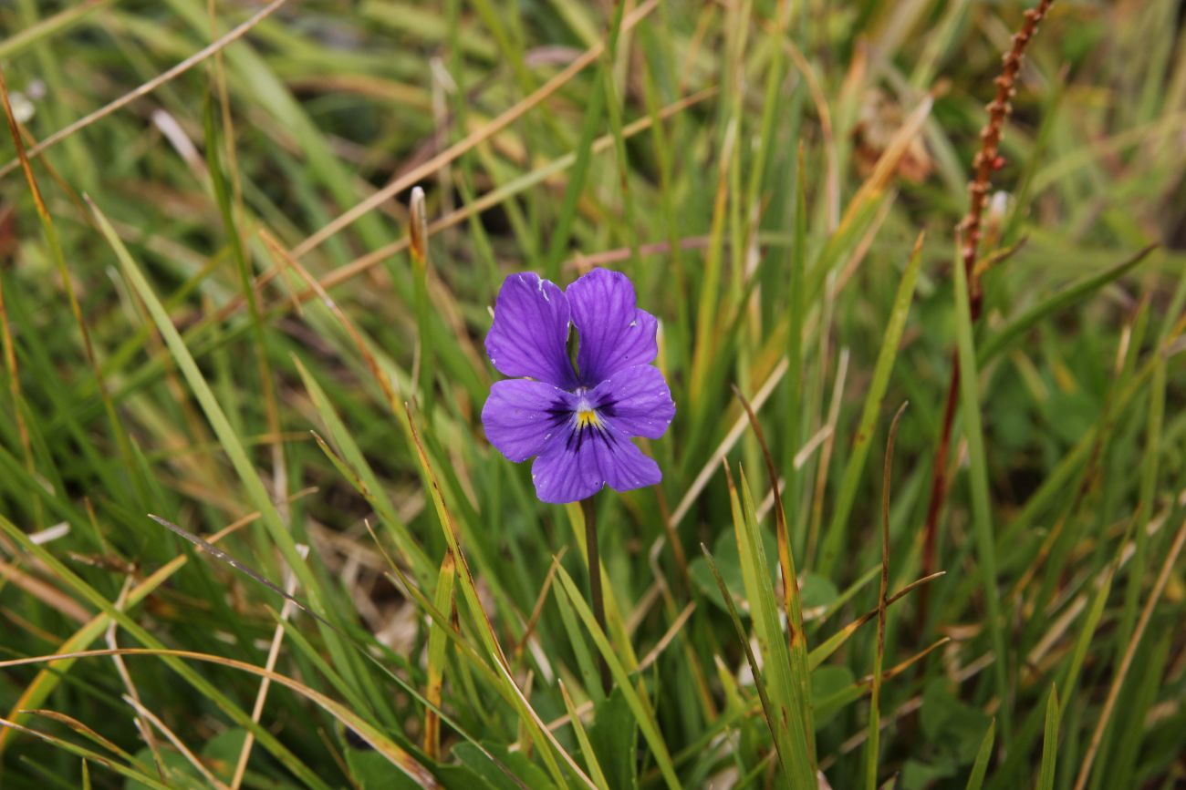 Изображение особи Viola altaica.