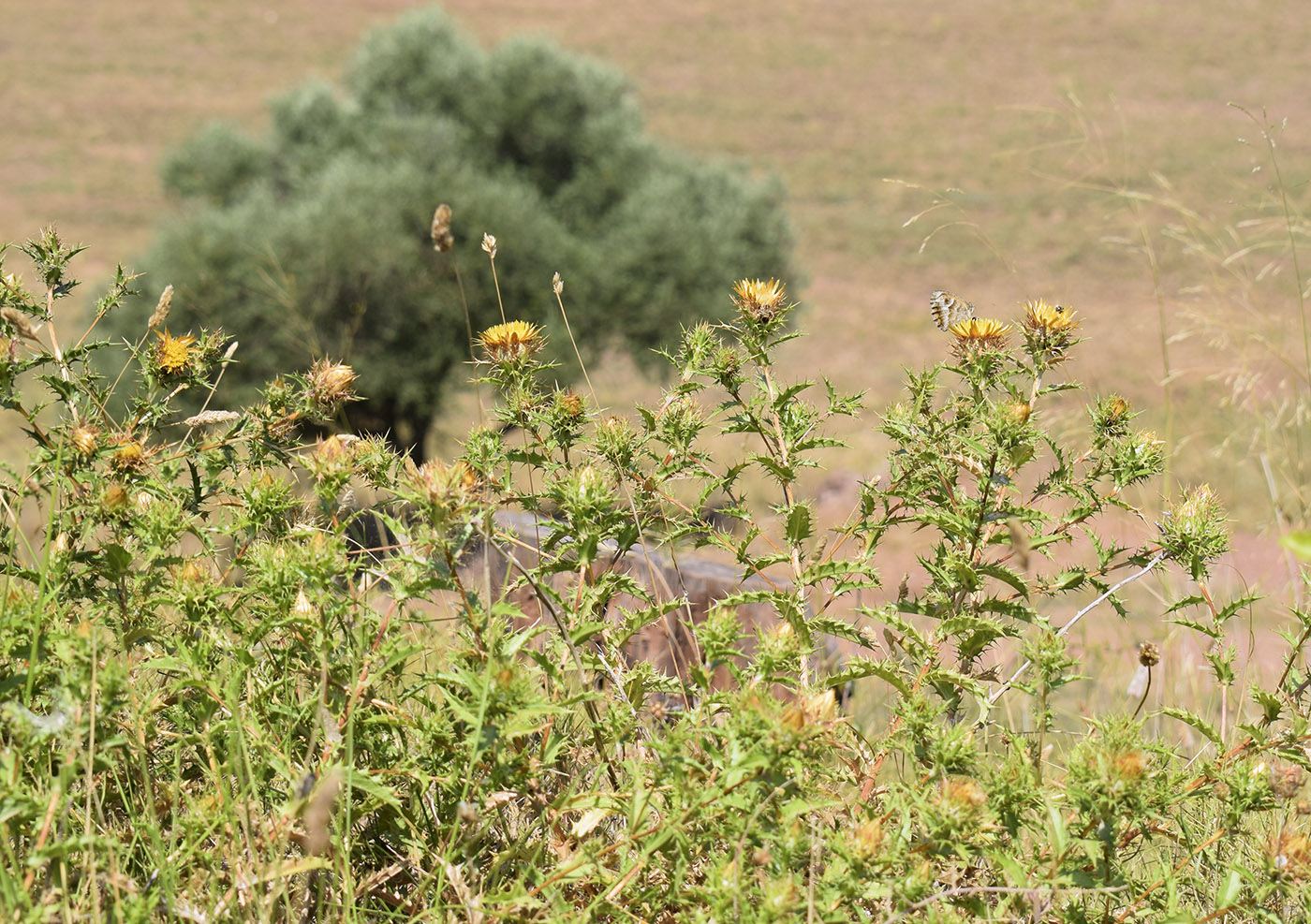 Image of Carlina hispanica specimen.