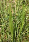 Plantago lanceolata