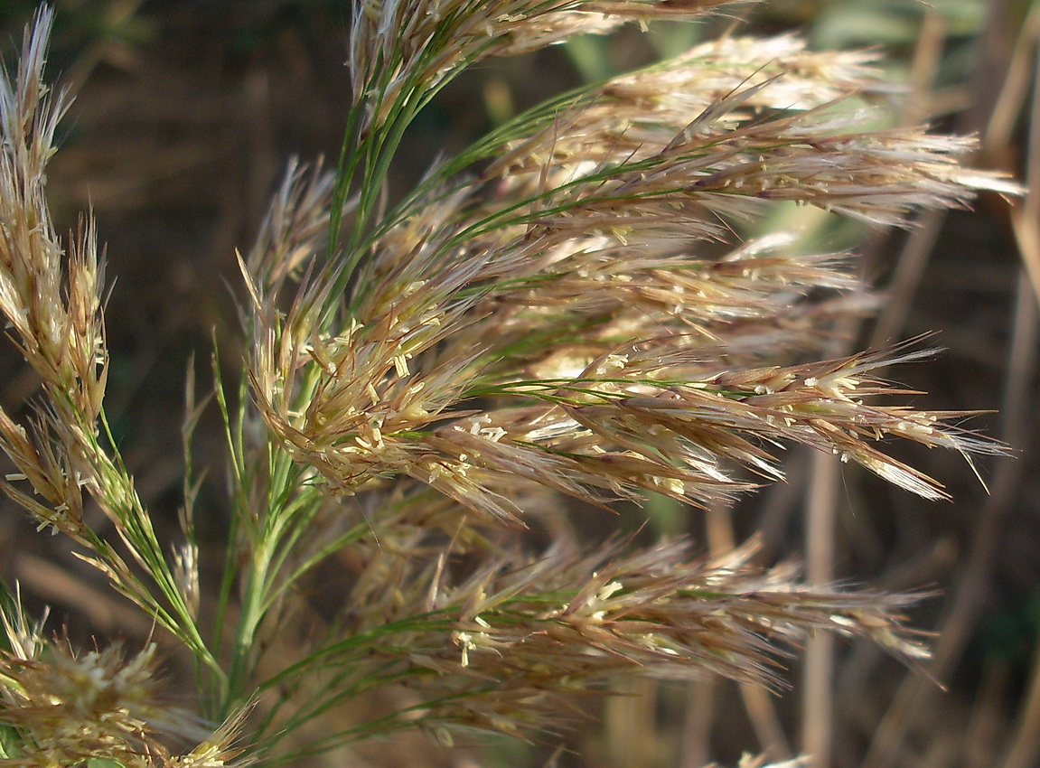 Изображение особи Phragmites australis.