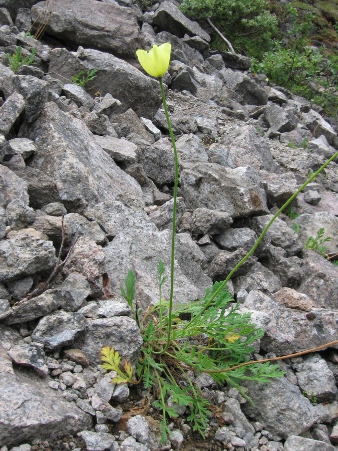 Image of Papaver dahlianum specimen.