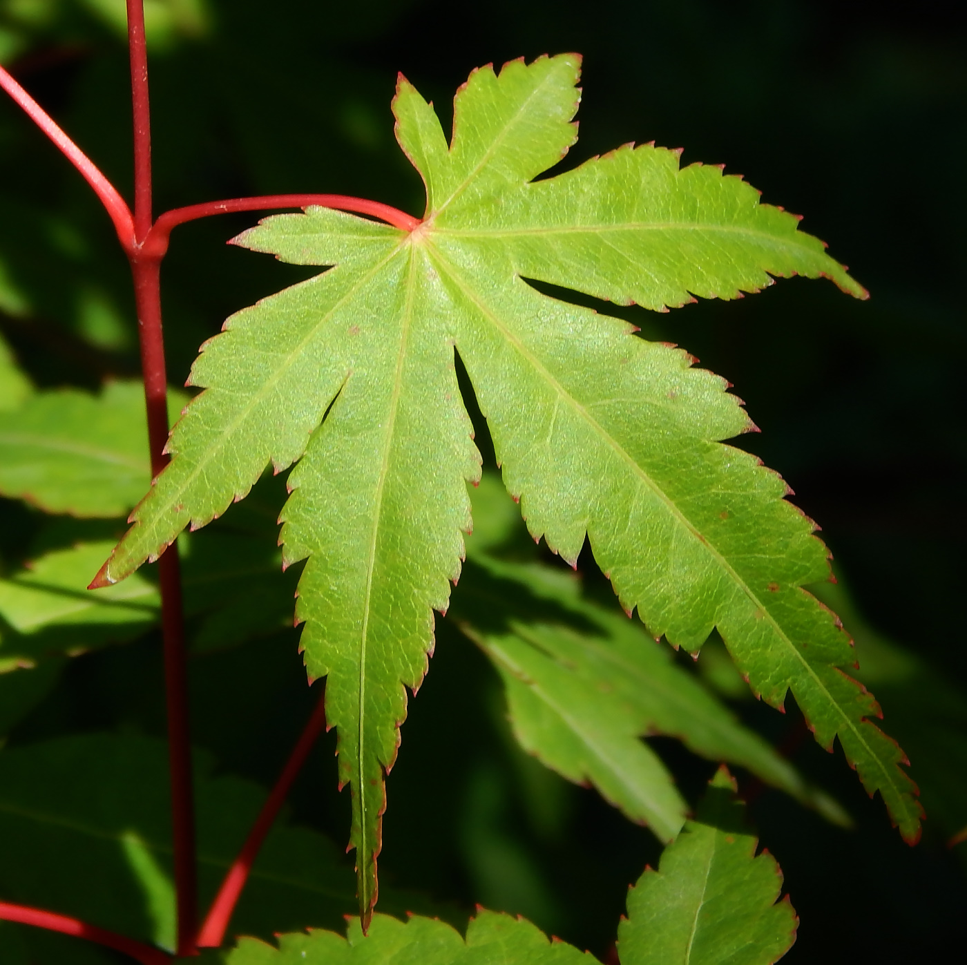 Image of Acer palmatum specimen.