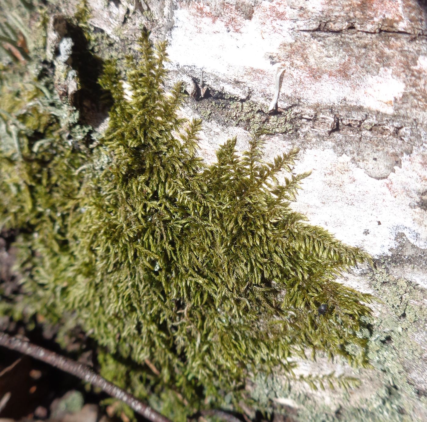 Image of familia Brachytheciaceae specimen.