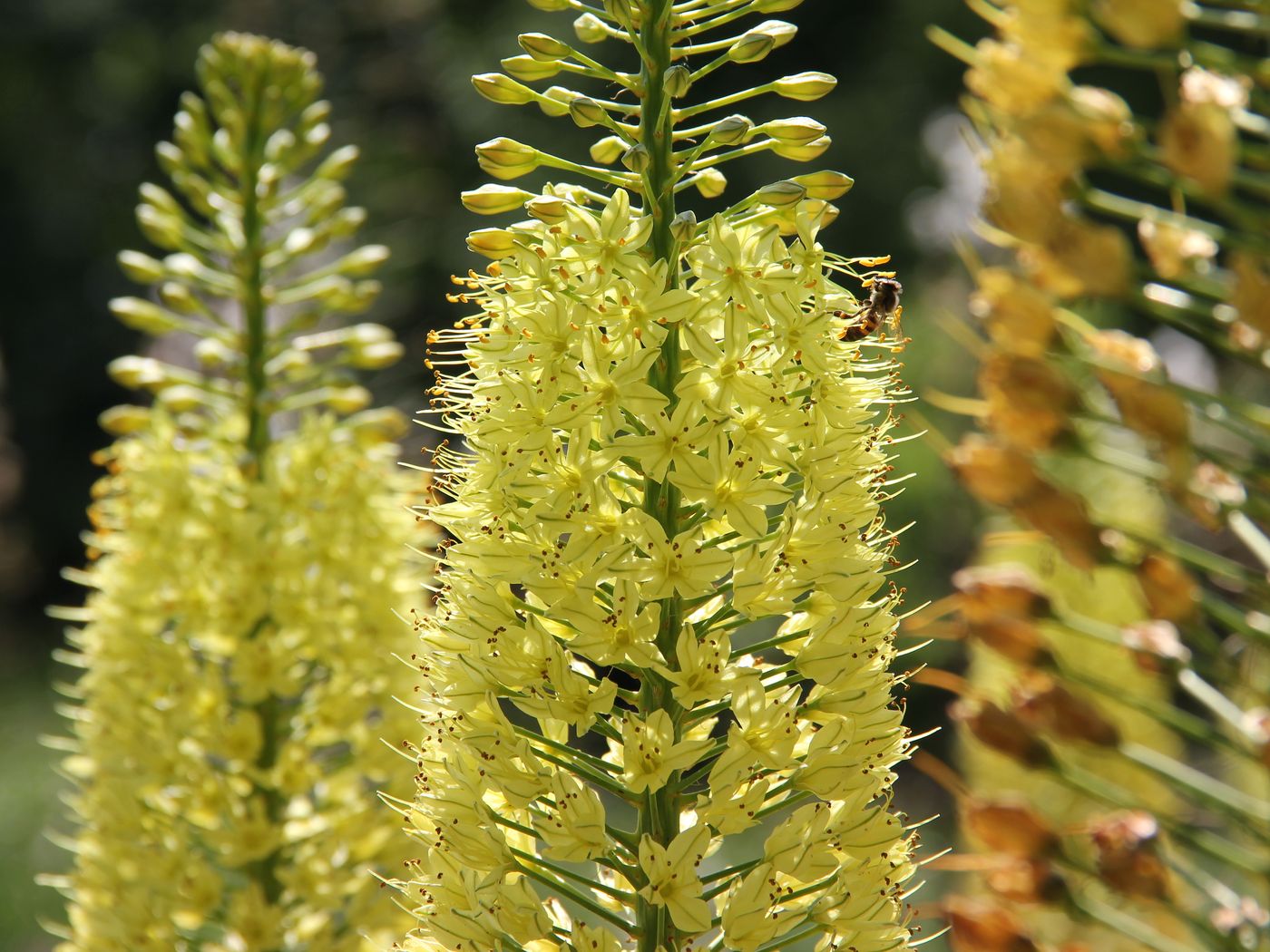 Image of Eremurus ambigens specimen.