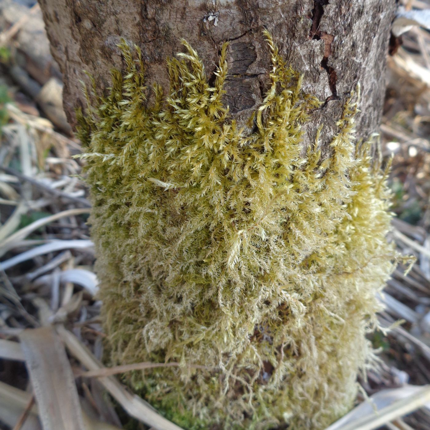 Изображение особи семейство Brachytheciaceae.