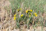 Caltha palustris. Цветущее растение среди молодых побегов Phragmites australis. Ленинградская обл., Кингисеппский р-н, окр. дер. Урмизно, песчаный берег Финского залива, зона заплеска. 09.05.2020.