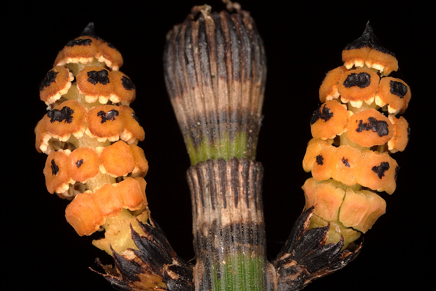 Image of Equisetum hyemale specimen.