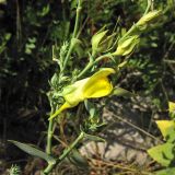 Linaria genistifolia подвид dalmatica. Часть соцветия. Хорватия, Дубровник, гора Srd, травянистый склон с одиночными кустарниками. 28 августа 2010 г.