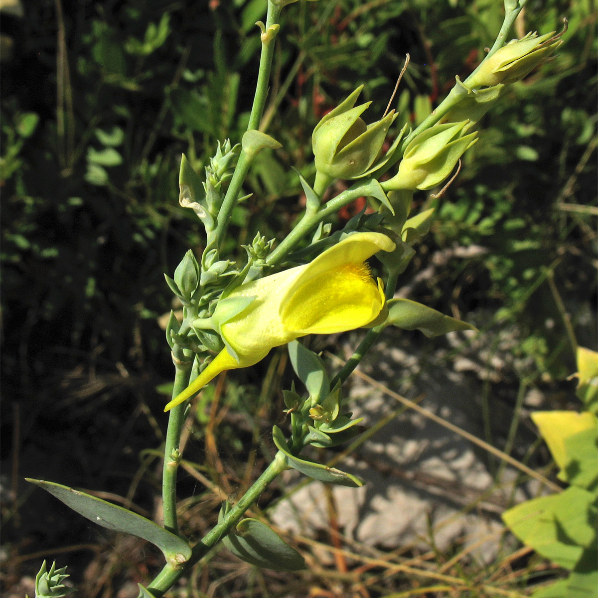 Изображение особи Linaria genistifolia ssp. dalmatica.